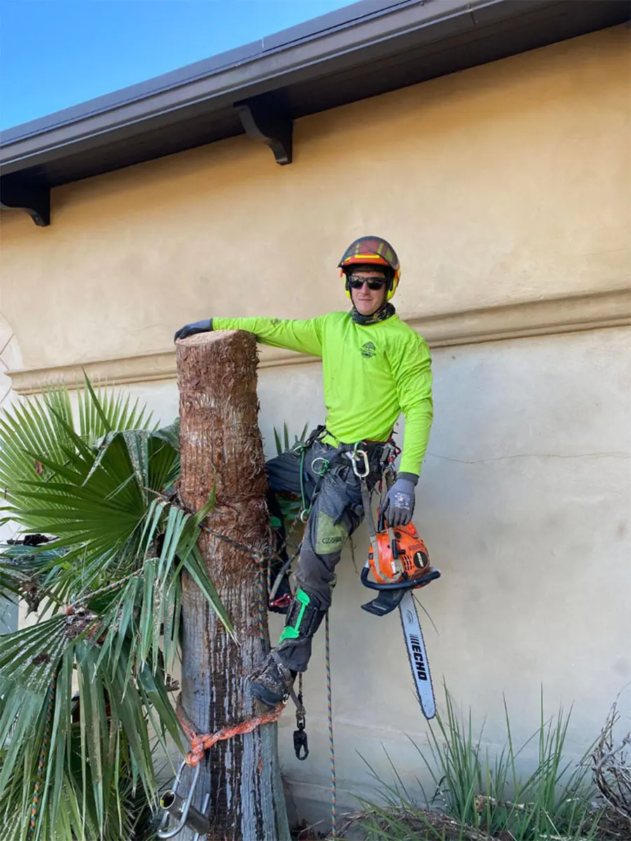 Professional tree removal in Lafayette, LA – Safe and efficient tree cutting services