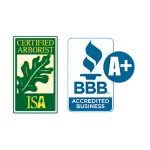 Certified arborists in Lafayette, LA – Expert tree care and maintenance