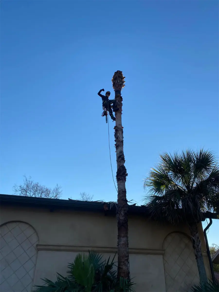 Professional tree service in Lafayette, LA – Expert trimming, removal, and care
