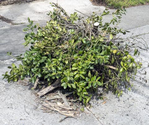 yard waste removal