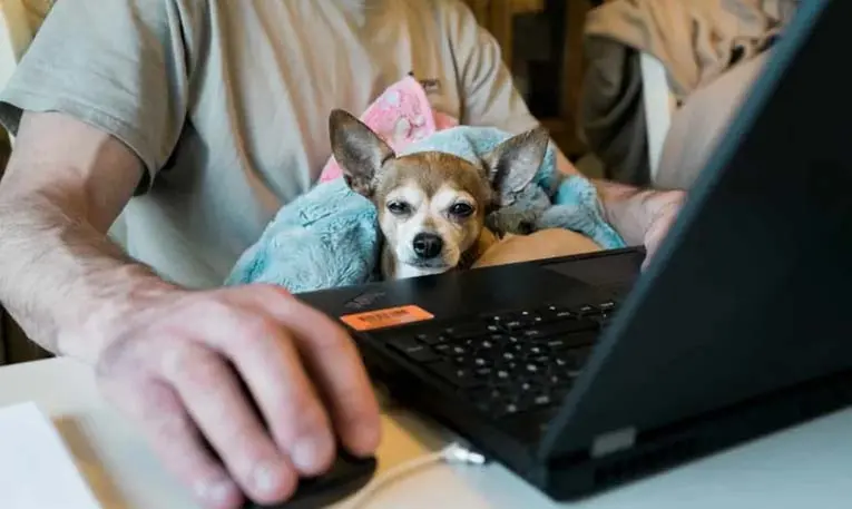 Keep remote workers happy.