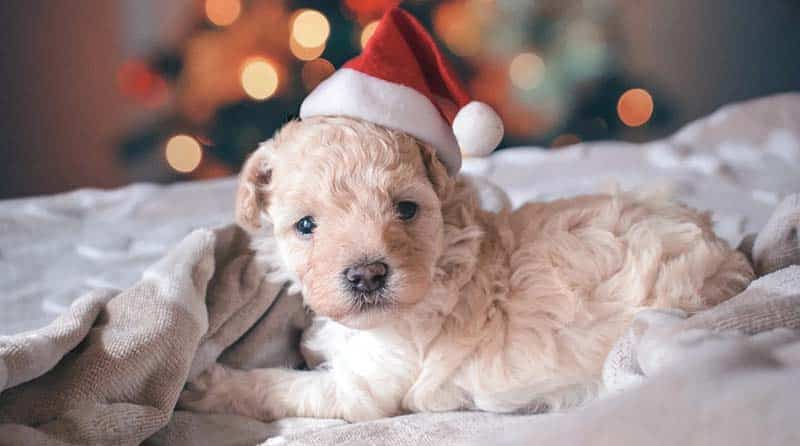 express gratitude at work during the holidays and all year round.