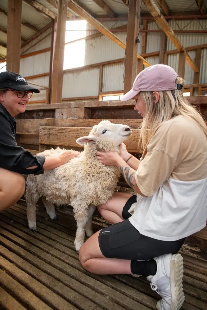 Guide and guest with a lamb in a woolshed on a high country farm