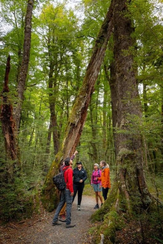 Guide and guests among tall beech trees in forest near Glenorchy