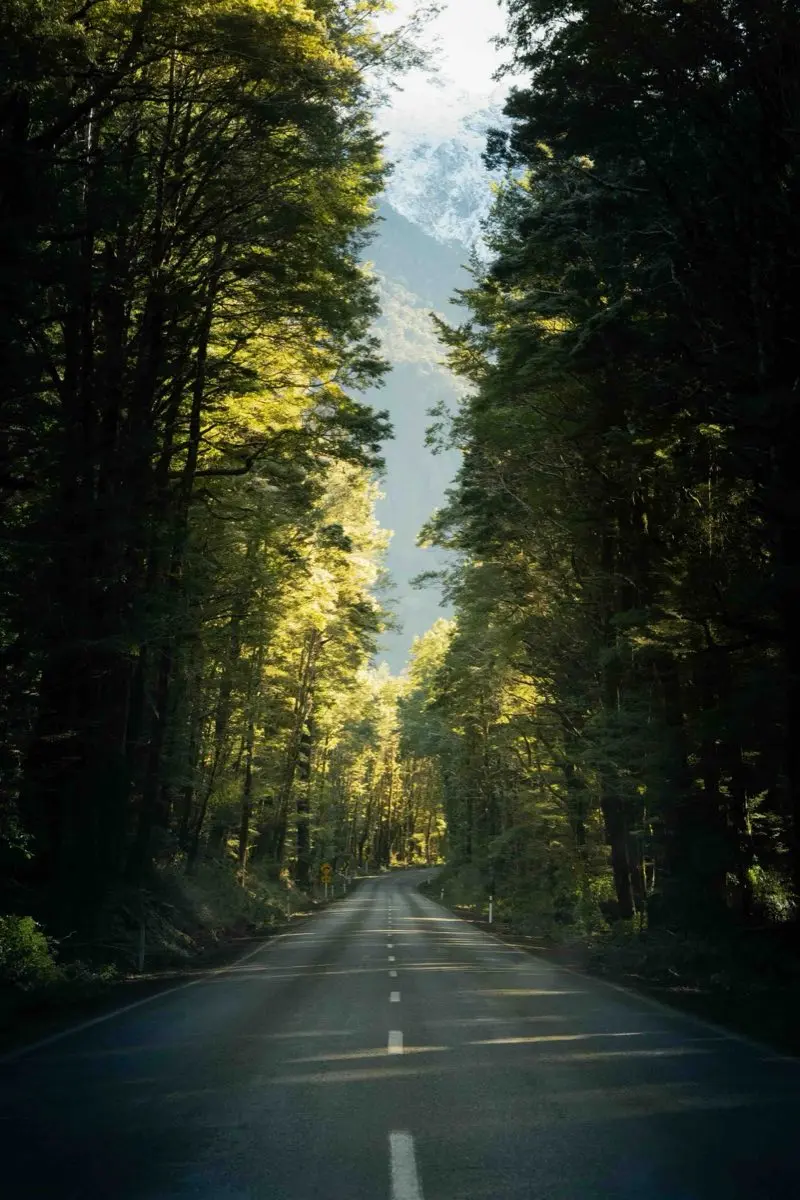 Road through tall beech forest on the way to Milford Sound
