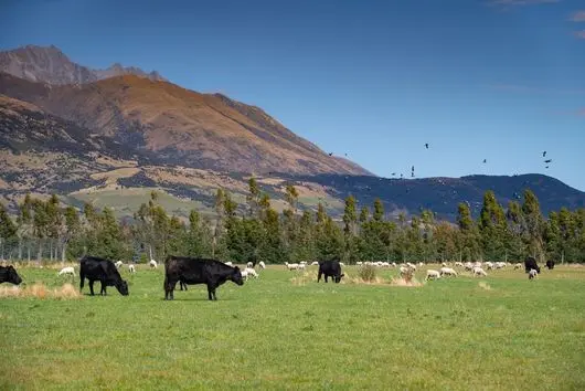 Angus cattle and sheep grazing on Earnslaw Station, a high country farm near Glenorchy