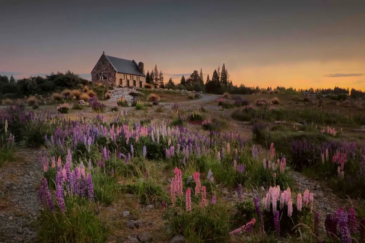 Church of the Good Shepherd at Lake Tekapo, with lupins in flower