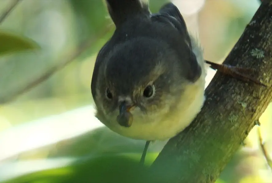 Small bird perched on branch