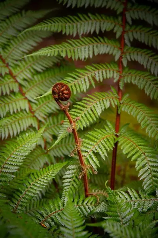 Unfurling fern frond (koru) in native forest on the Routeburn Track
