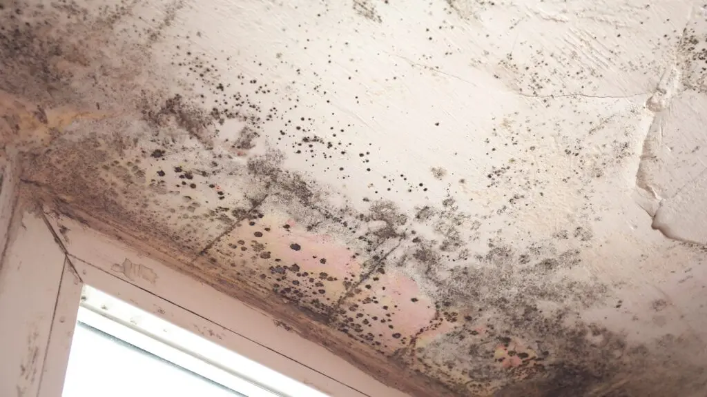 roof maintenance checklist A ceiling corner above a window with extensive black mold spots and water damage, showing signs of moisture and decay on the white plaster surface.