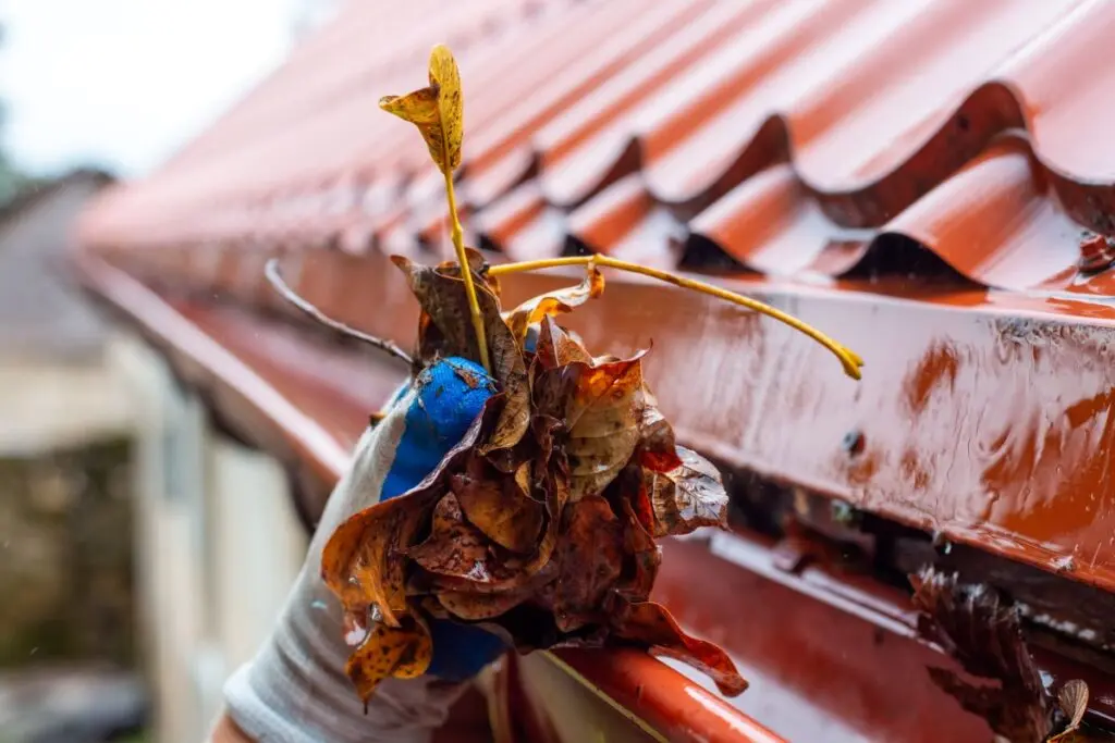 roof inspection services worker inspecting shingles A gloved hand removes a clump of wet, brown leaves and debris from a red metal roof gutter during cleaning.
