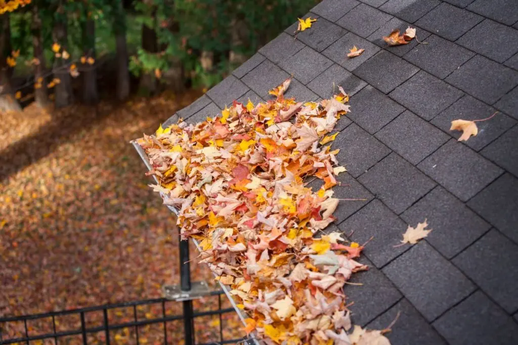 A pile of colorful autumn leaves covers a section of a dark shingled roof, with more fallen leaves scattered on the ground and trees visible in the background.