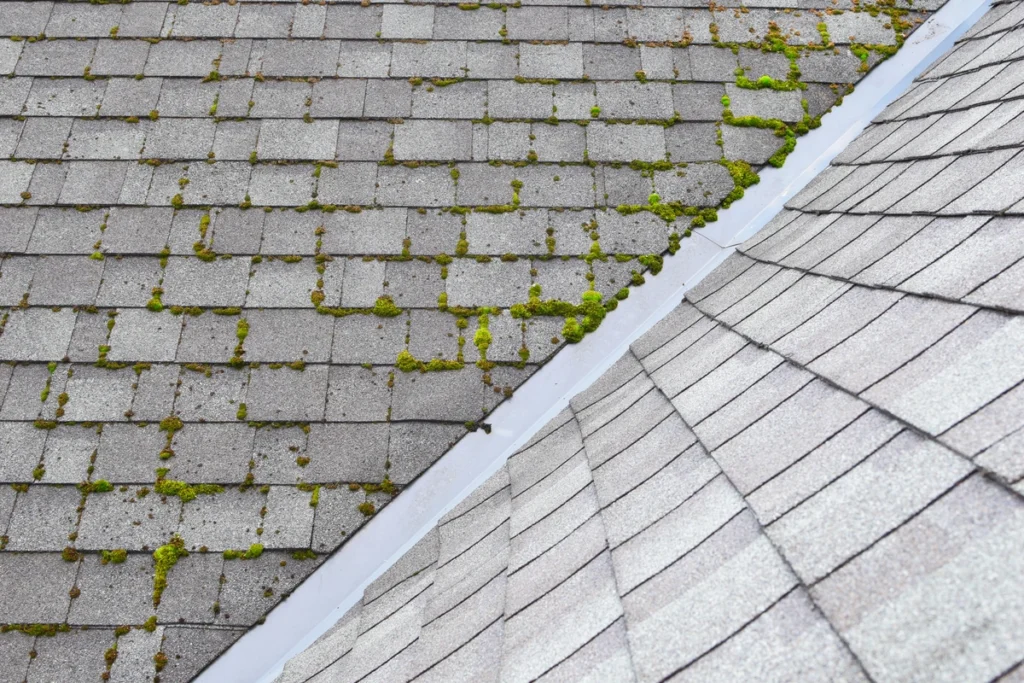roof moss found on asphalt shingles during roof inspection