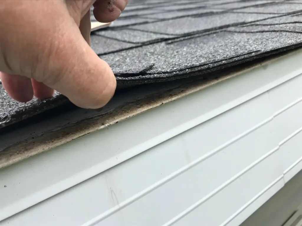 A hand lifts a shingle on a roof, revealing the edge of the roof decking and fascia above white siding.