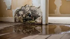 Summer humidity control to prevent mold and water damage in Vancouver WA