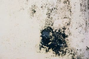 Black mold warning signs visible in attic space requiring mold remediation in Vancouver WA