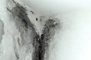 Mold growth in summer vacation home requiring mold remediation in Vancouver WA