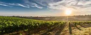 Vineyard