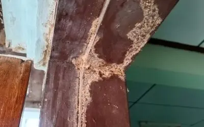 How These 3 Termites Can Get Into Your House