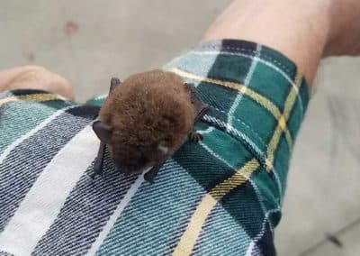 pest control brentwood ca pest control tracy ca pest control livermore ca pest control oakley ca pest control discovery bay ca pest control mountain house ca exterminator brentwood ca exterminator tracy ca exterminator livermore ca exterminator oakley ca exterminator discovery bay ca exterminator mountain house ca