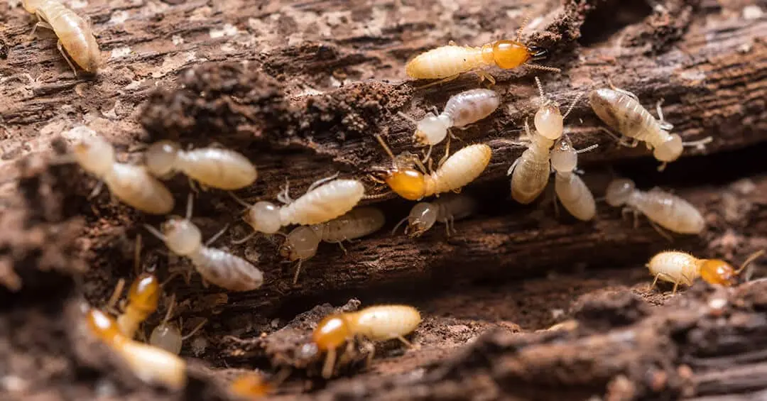 termite removal treatment in brentwood ca