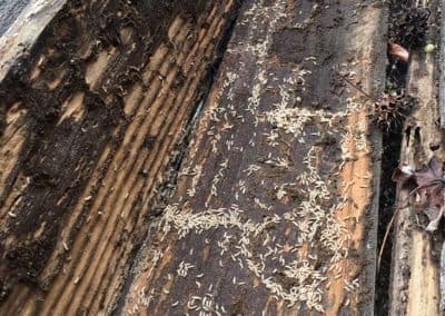 Termites