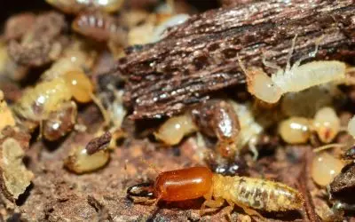 Where Do Termites Live? Termite Habitat Explained