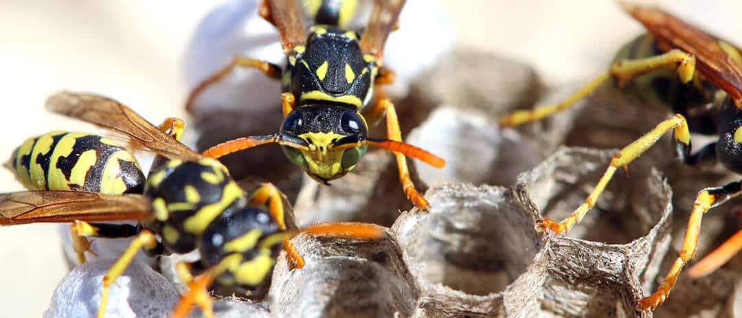 wasp nest removal