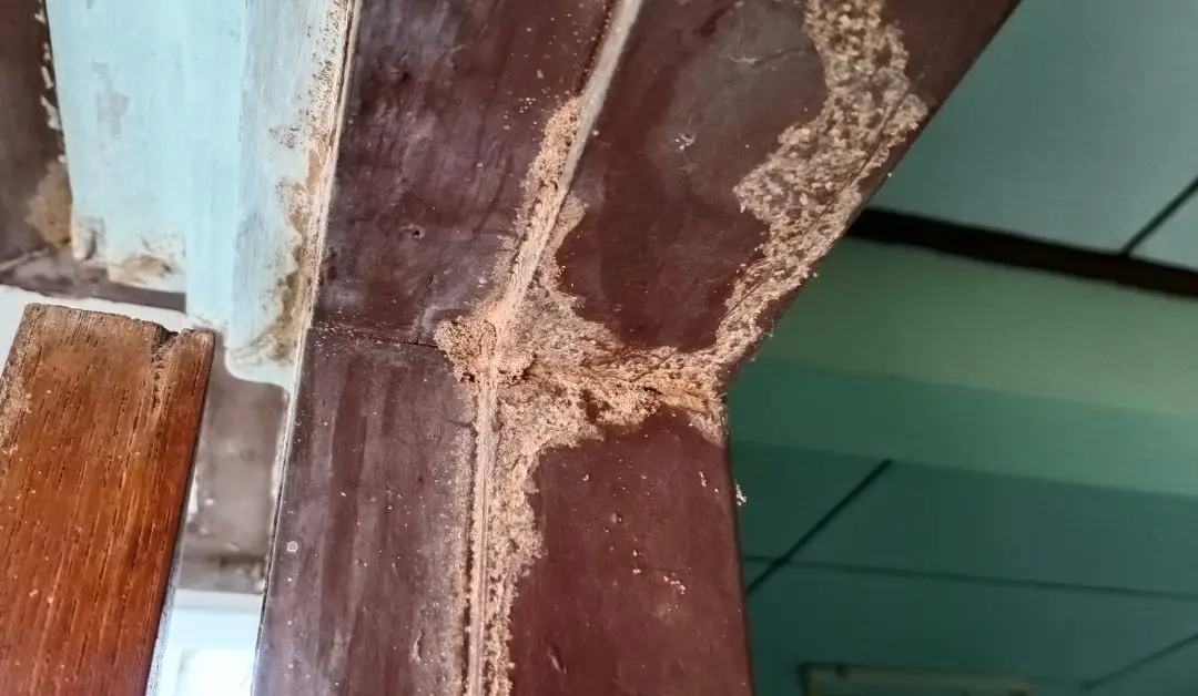 how termites get into your house