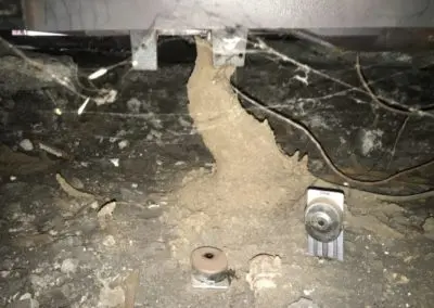pest control brentwood ca pest control tracy ca pest control livermore ca pest control oakley ca pest control discovery bay ca pest control mountain house ca exterminator brentwood ca exterminator tracy ca exterminator livermore ca exterminator oakley ca exterminator discovery bay ca exterminator mountain house ca