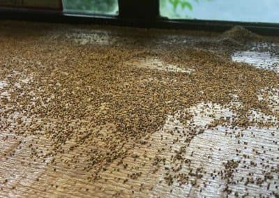 pest control brentwood ca pest control tracy ca pest control livermore ca pest control oakley ca pest control discovery bay ca pest control mountain house ca exterminator brentwood ca exterminator tracy ca exterminator livermore ca exterminator oakley ca exterminator discovery bay ca exterminator mountain house ca