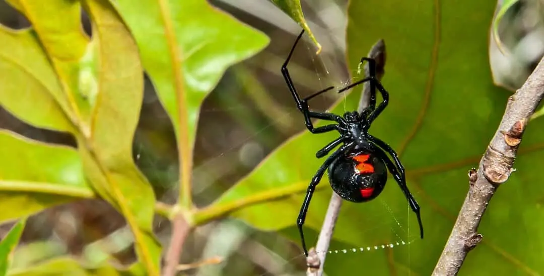 Spider Control Black Widow