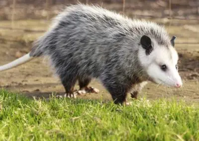 pest control brentwood ca pest control tracy ca pest control livermore ca pest control oakley ca pest control discovery bay ca pest control mountain house ca exterminator brentwood ca exterminator tracy ca exterminator livermore ca exterminator oakley ca exterminator discovery bay ca exterminator mountain house ca