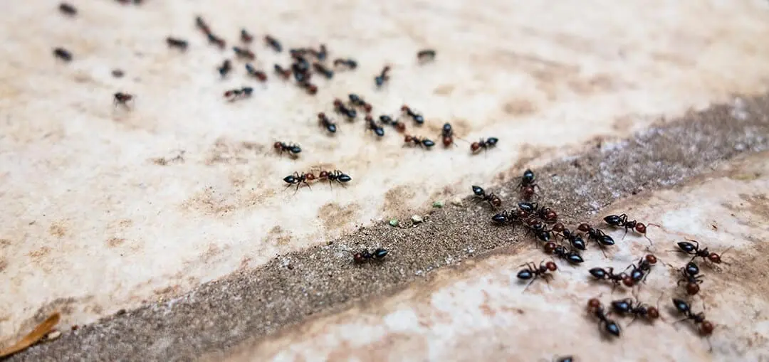 Ant Control & Ant Removal Services