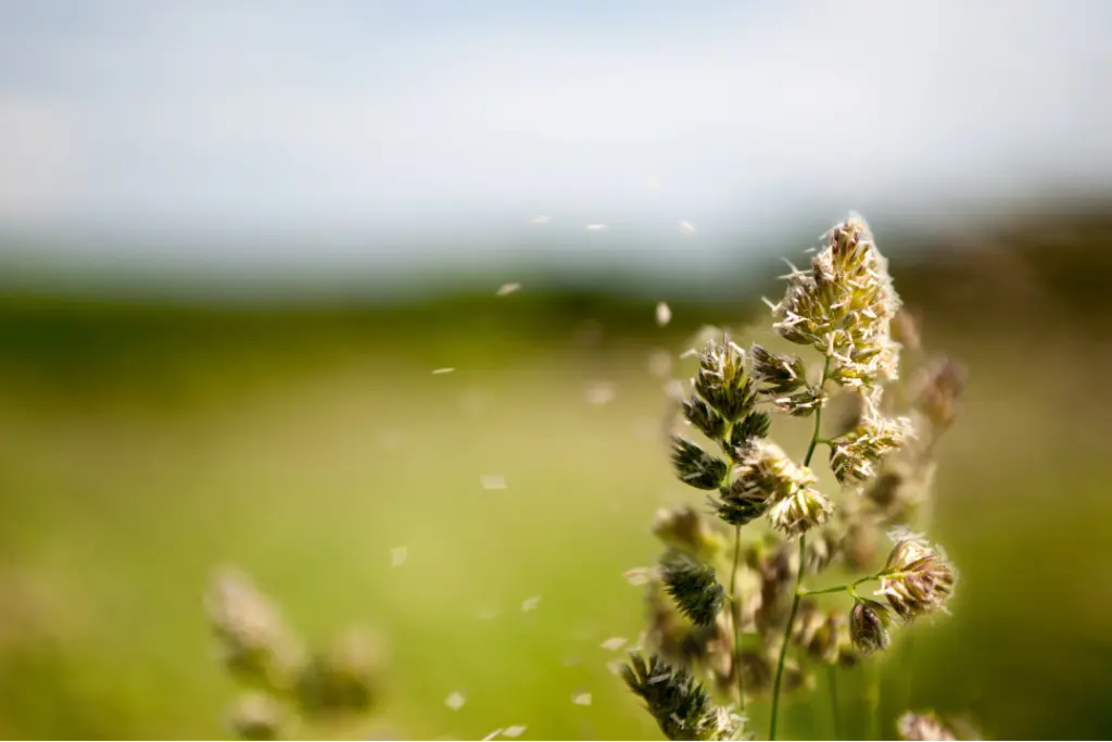 urgent care rancho Cucamonga Seasonal allergies, rancho Cucamonga, chino