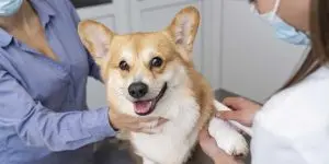 A smiling Corgi receives gentle veterinary care and leg bandaging from professionals providing senior pet care services in Tampa, FL.