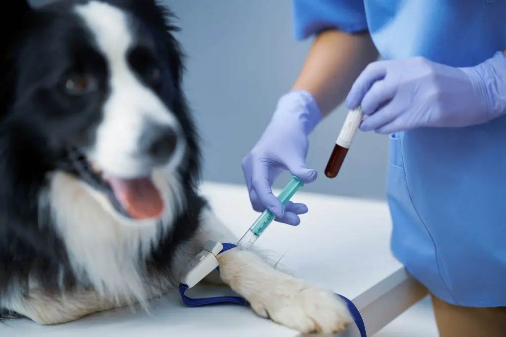 cancer blood screening
