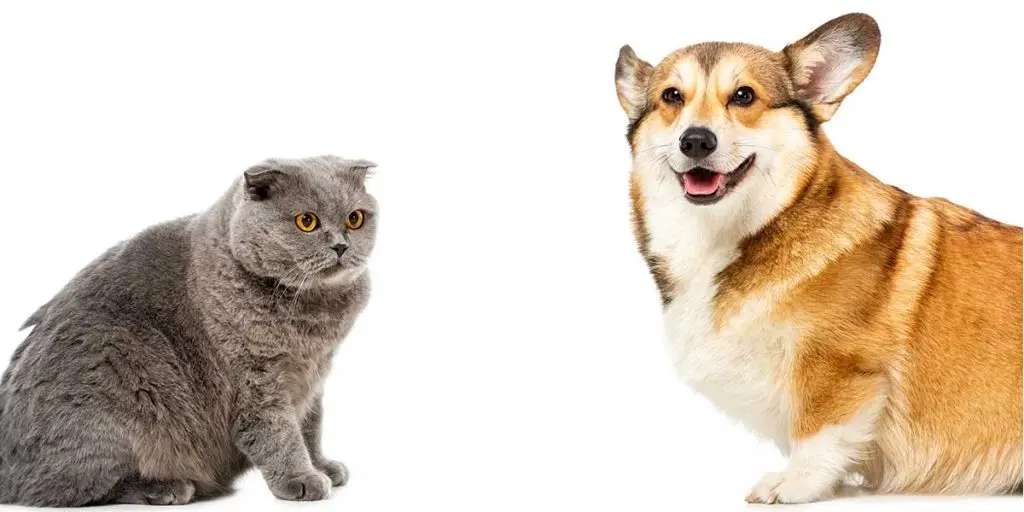 obesity in animals