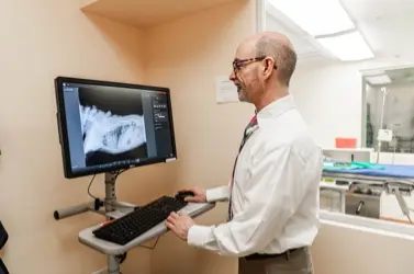 A veterinarian at Harbourside Animal Hospital examines digital radiographs to help diagnose and plan treatment for a pet.