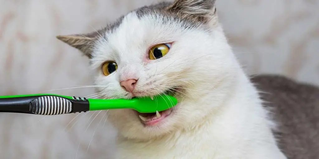 cats need dental cleaning
