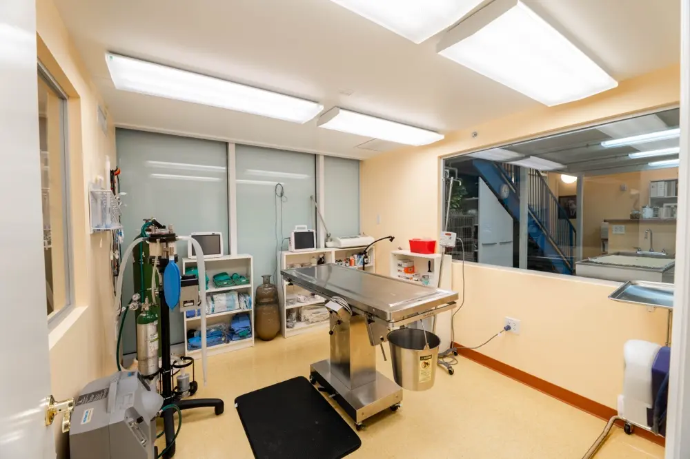 Modern surgical suite at Harbourside Animal Hospital featuring an operating table, monitoring equipment, and organized supplies.