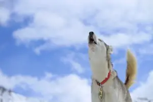 Siberian Husky dog howling