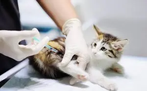 Cat Vaccinations