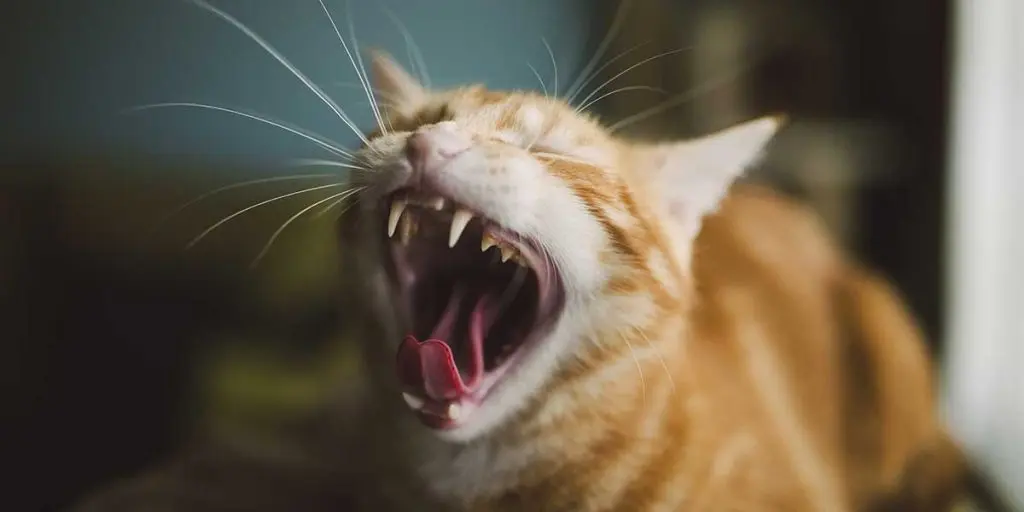 An orange tabby cat wide-mouthed yawning, showcasing its sharp fangs and slightly yellowed teeth against a soft, blurred background.