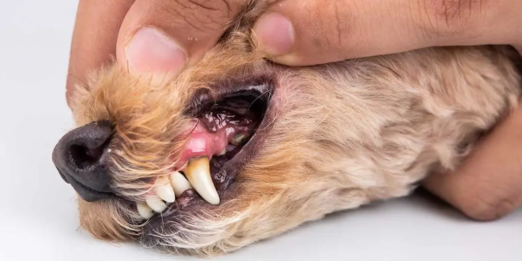 signs of dog tooth infection​