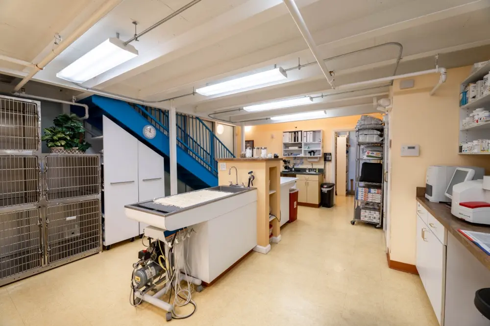 Harbourside Animal Hospital's treatment area includes stainless steel kennels, diagnostic tools, and a prep station for patient care.