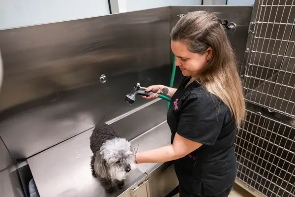 A gentle attendant bathes a small poodle mix during a grooming appointment at Harbourside Animal Hospital.
