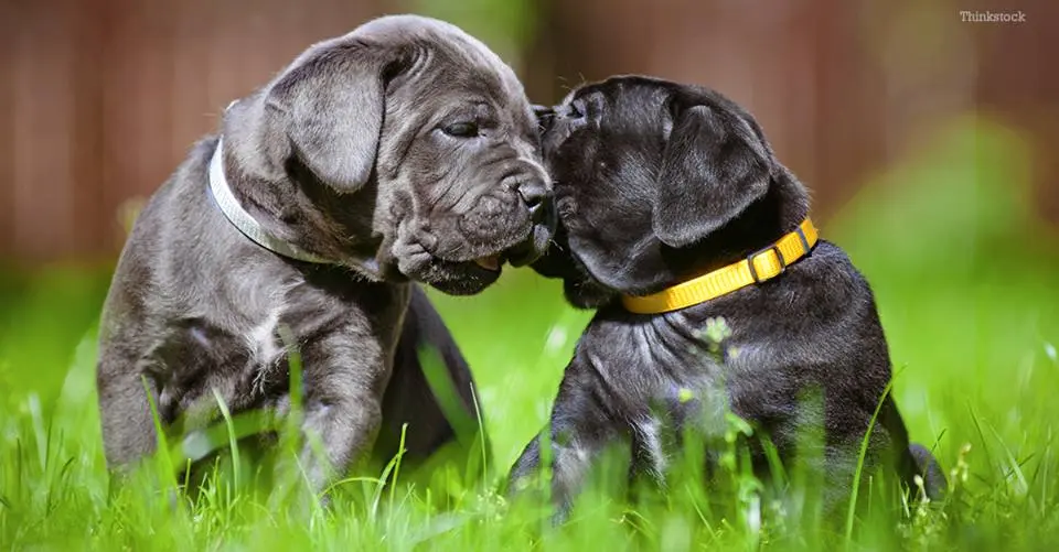 Two adorable mastiff puppies with colorful collars nuzzle affectionately together while sitting in bright green grass.