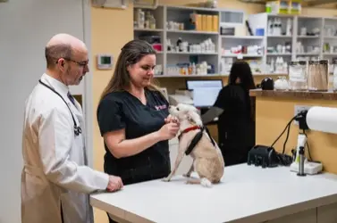 pet health check
