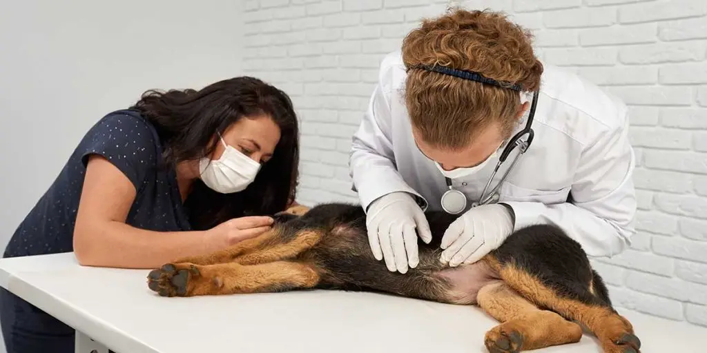 Veterinarian and assistant examining a sick dog on an examination table during an urgent emergency vet visit.